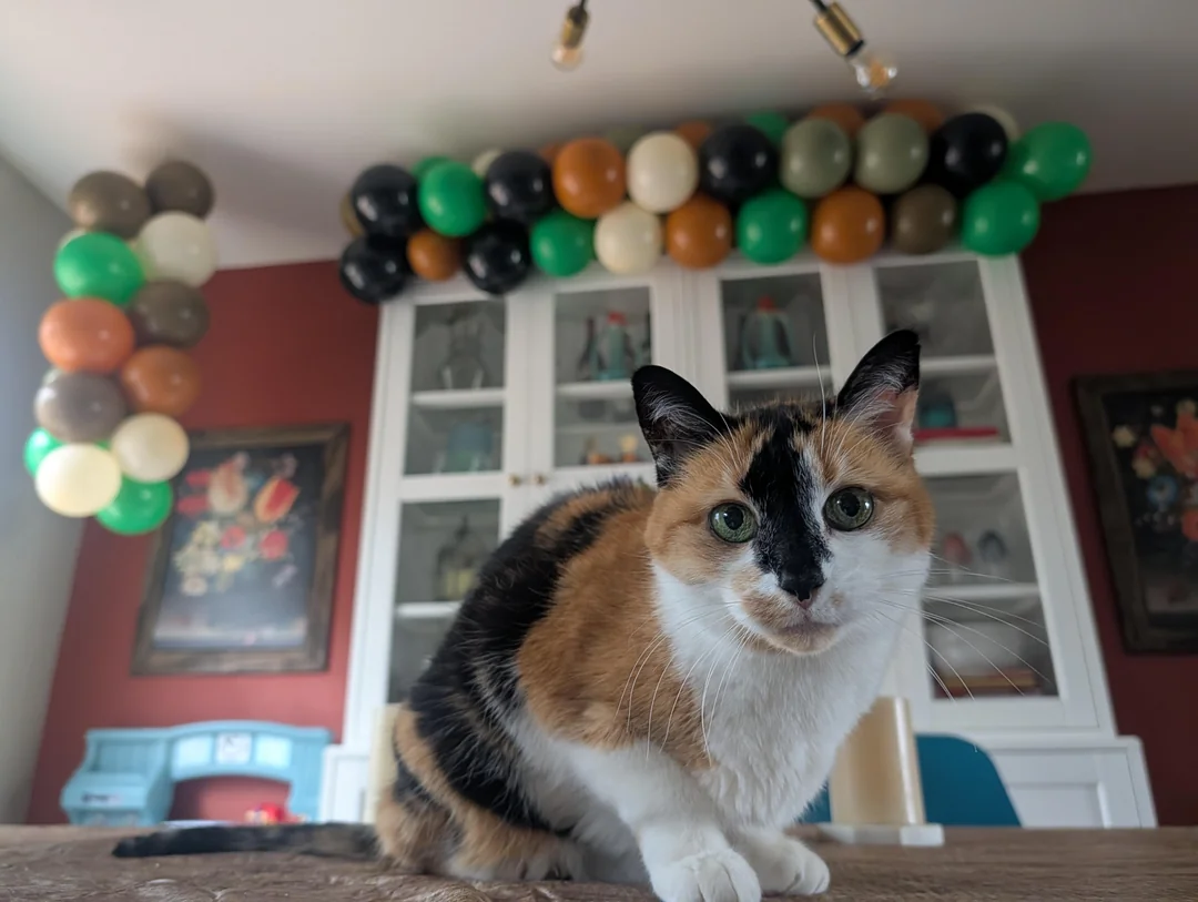 Cat 2