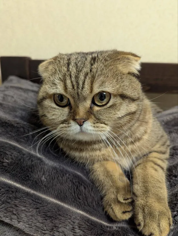 Cat 3