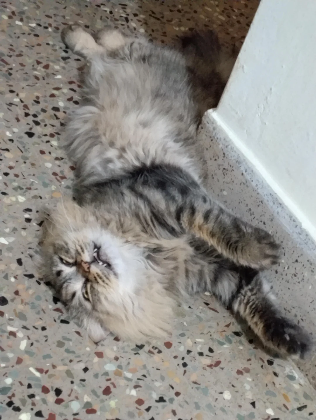 Cat 6