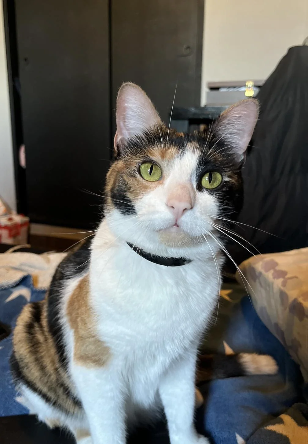 Cat 8