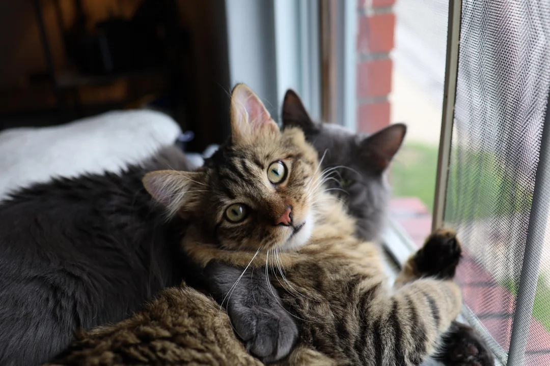 Cat 9