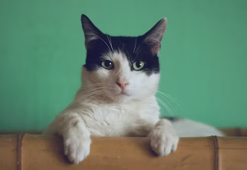 Cat 12