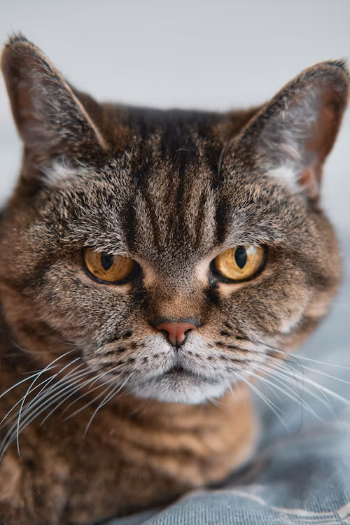Cat 13
