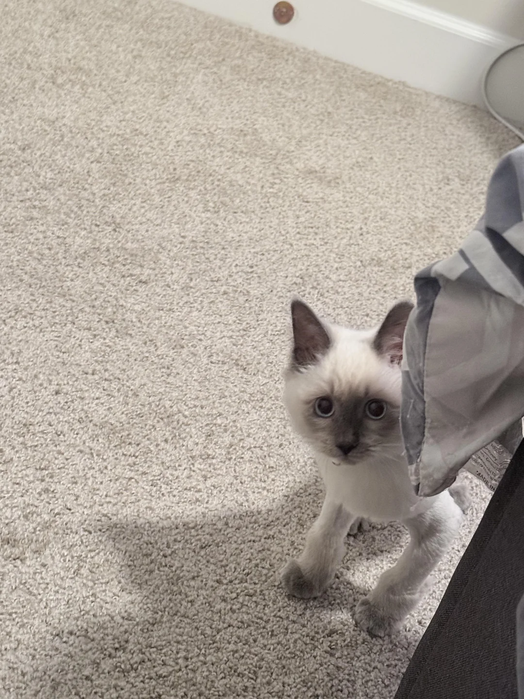 Cat 14