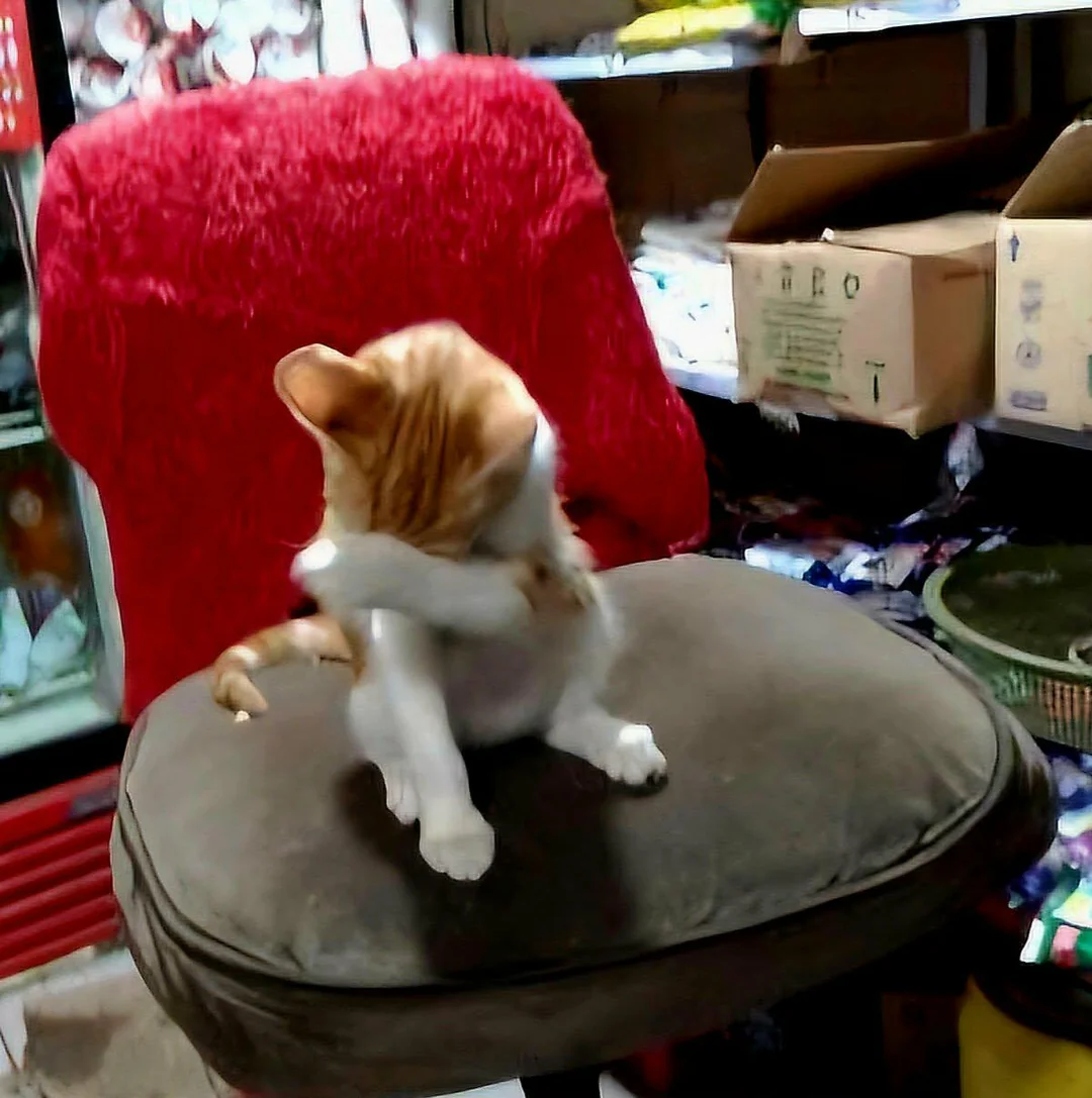 Cat 15