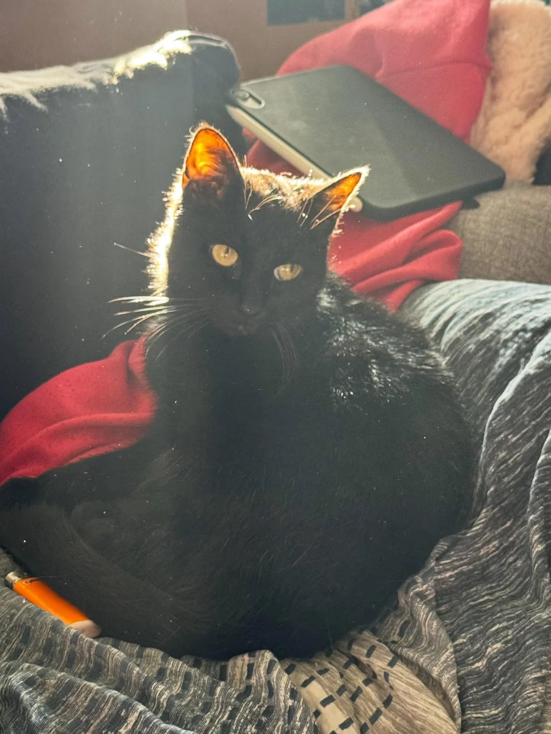 Cat 16