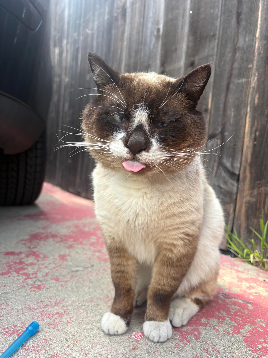 Cat 17