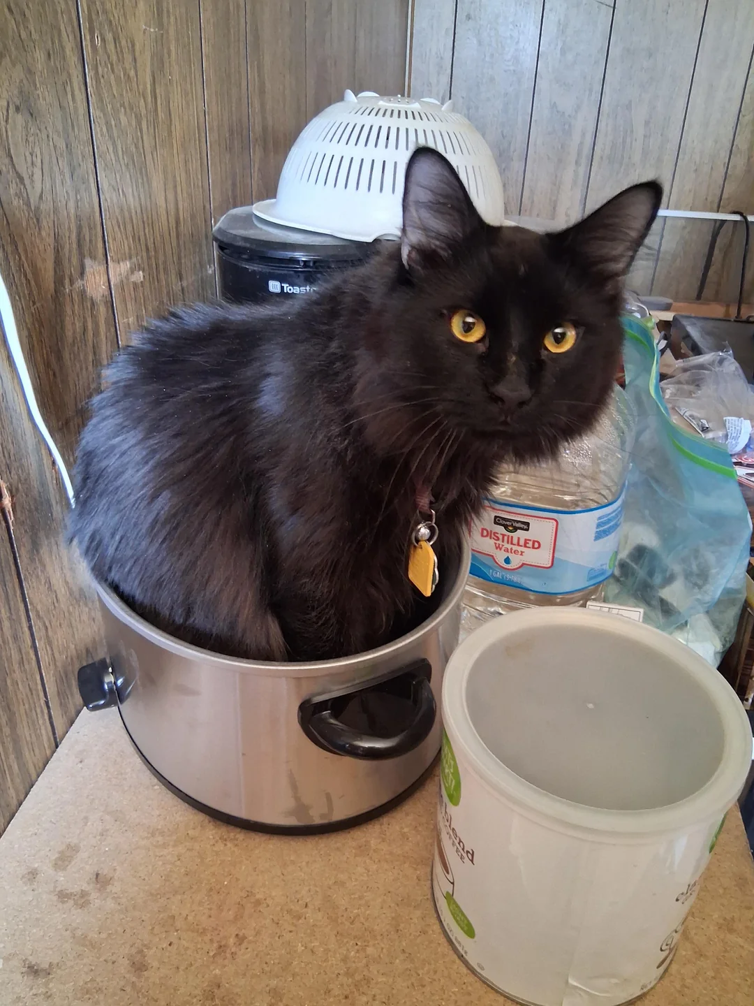 Cat 18