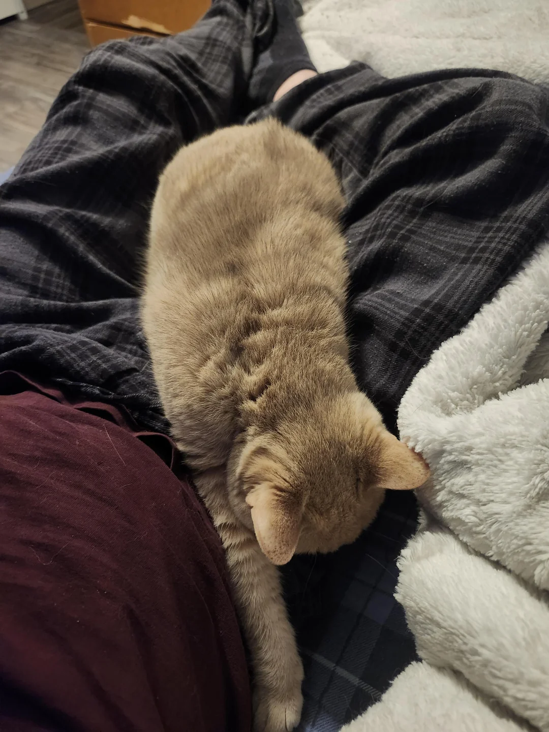 Cat 20