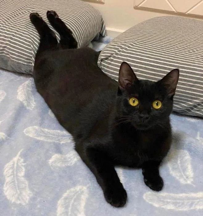 Cat 22
