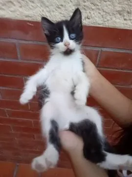 Cat 23