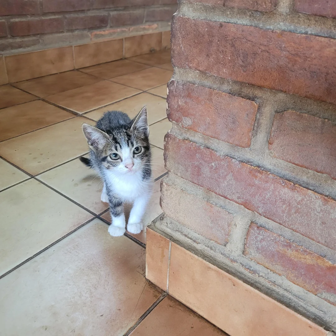 Cat 24