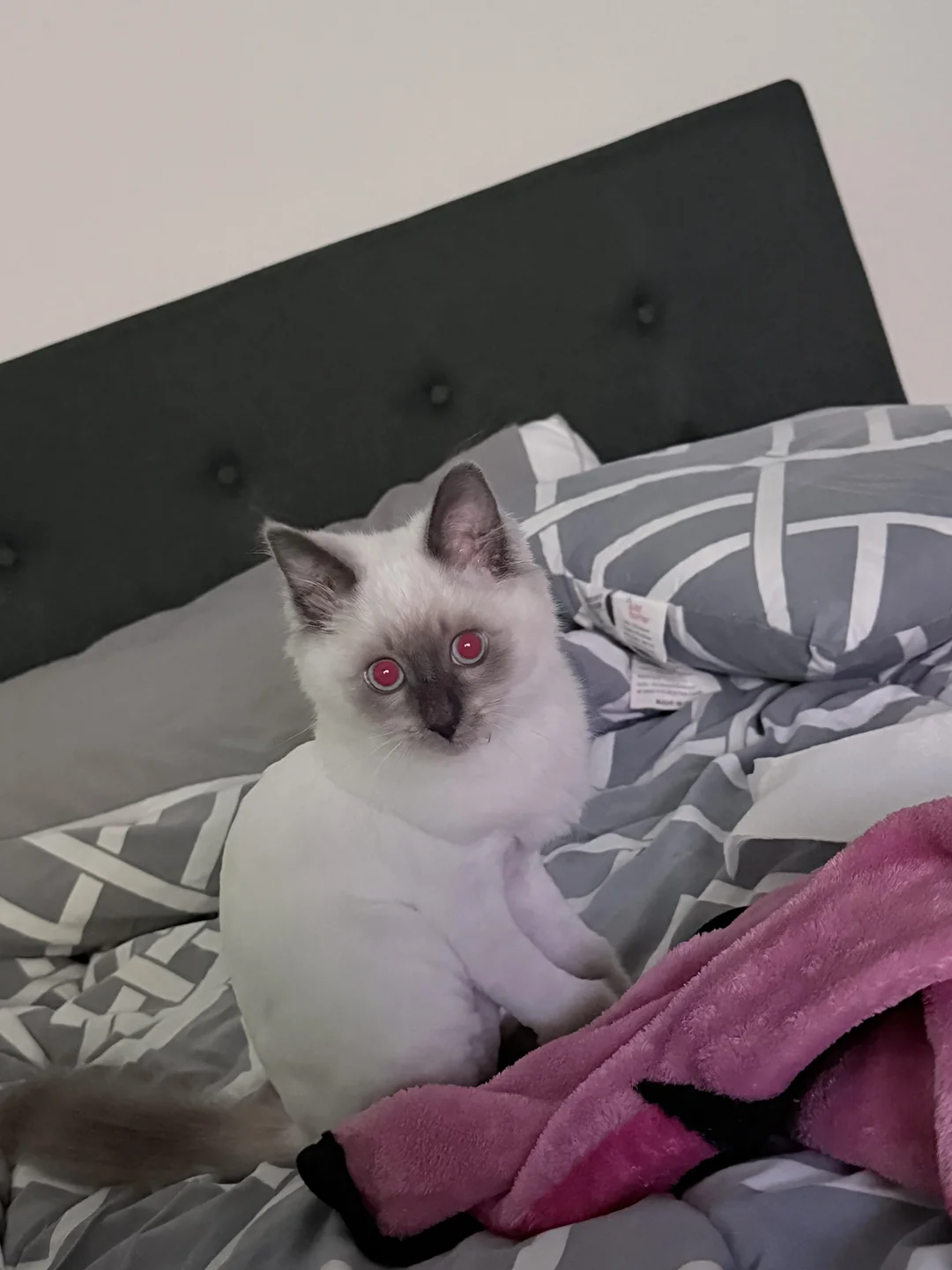 Cat 25