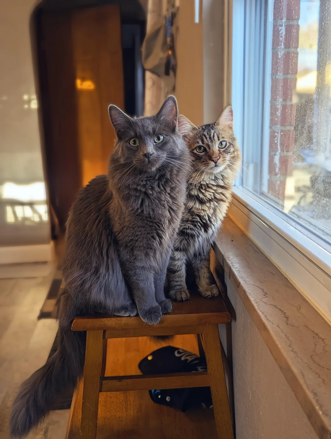 Cat 26