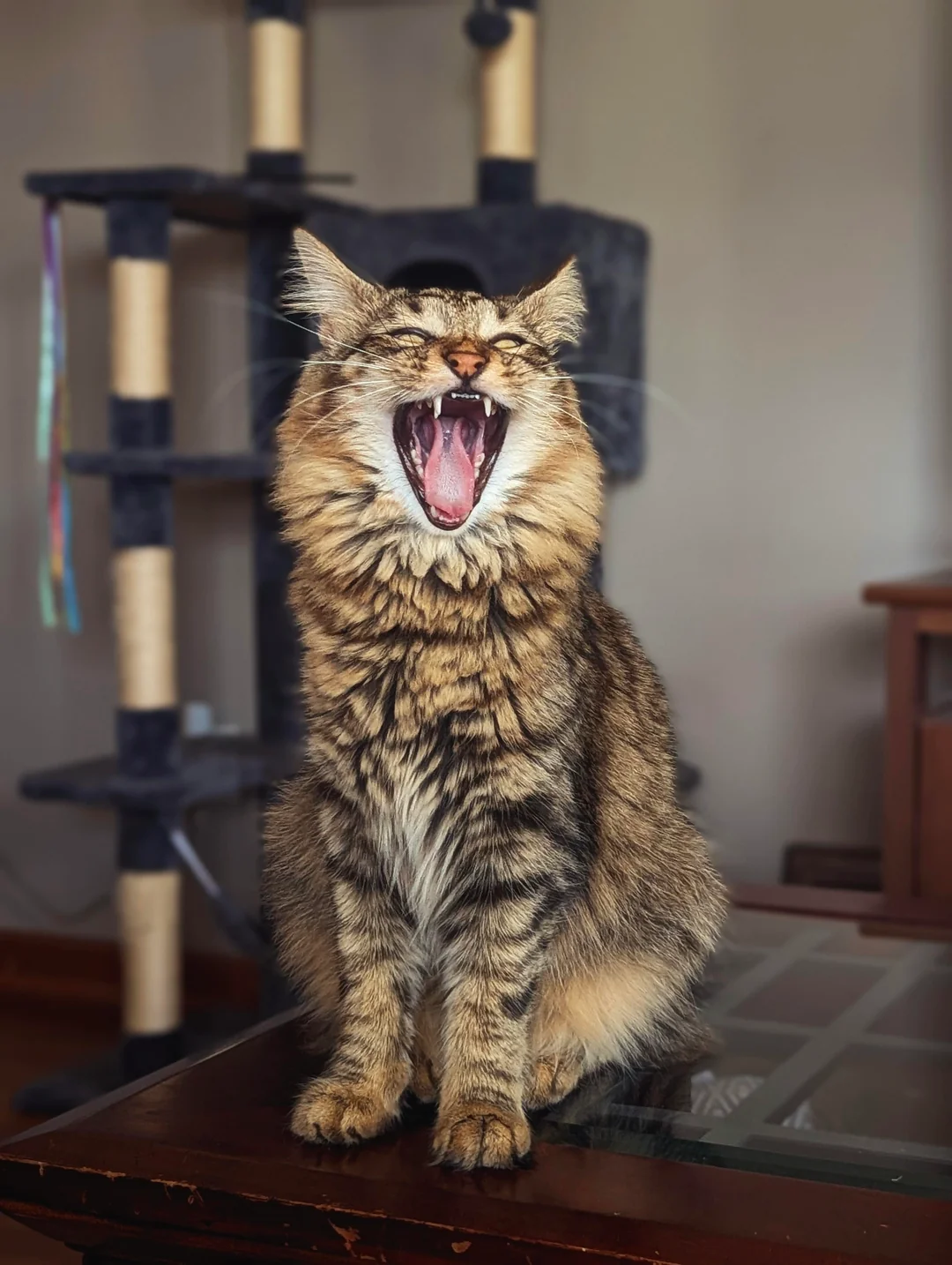 Cat 27