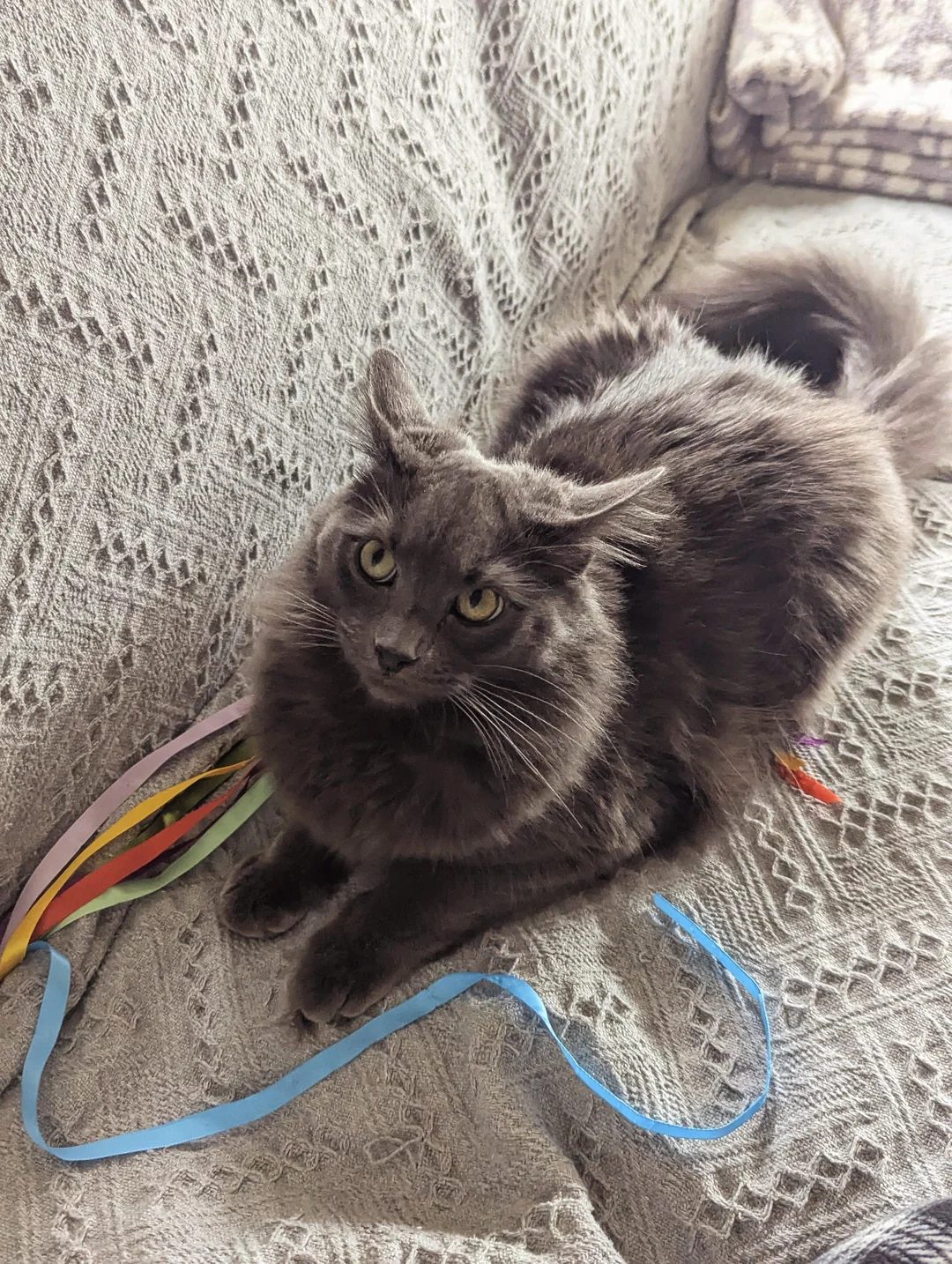 Cat 28