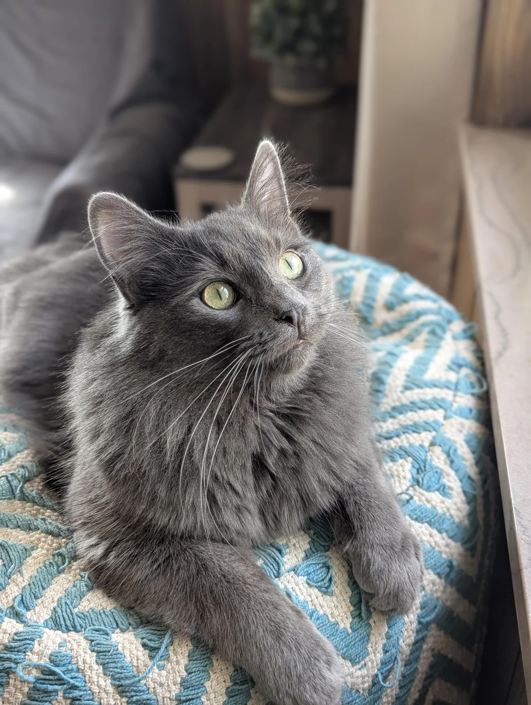 Cat 29