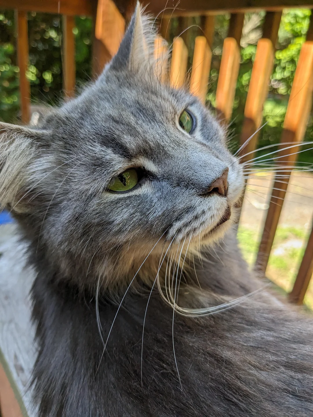 Cat 31