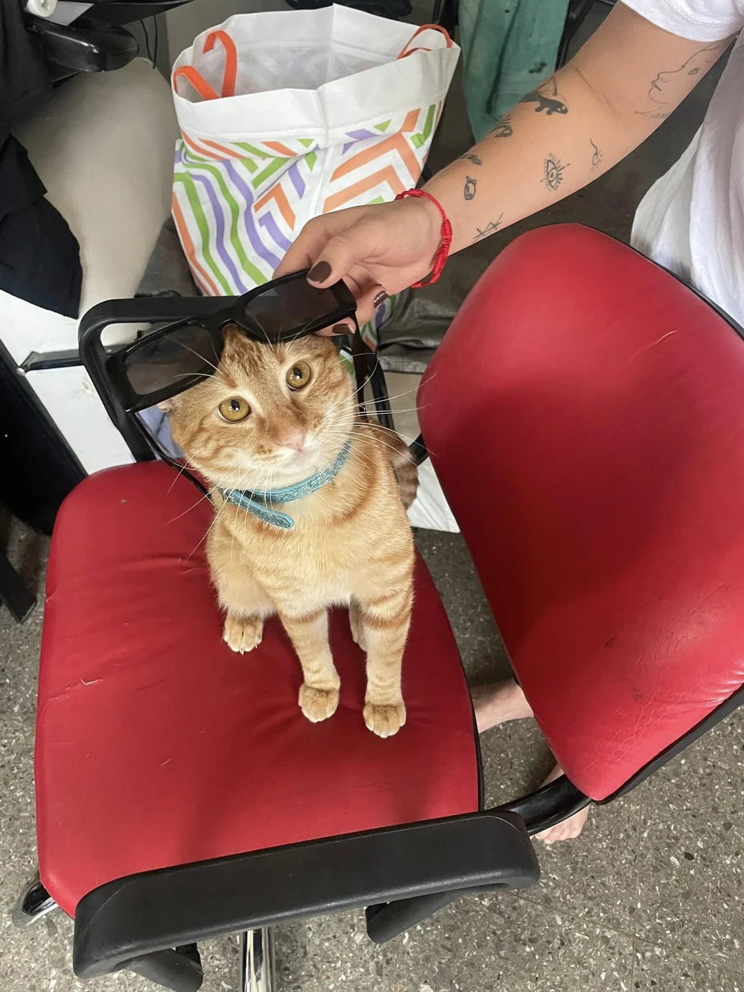 Cat 32