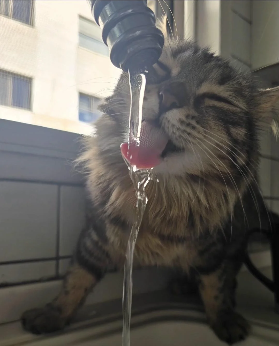 Cat 34