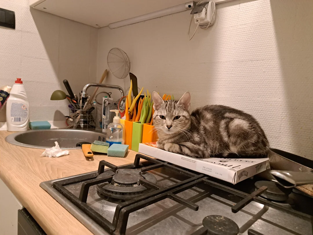 Cat 36