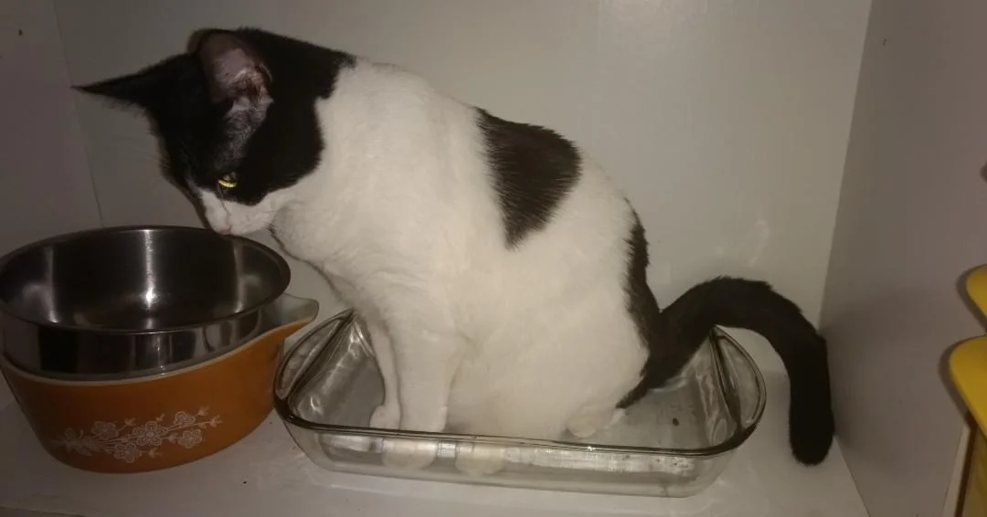 Cat 37