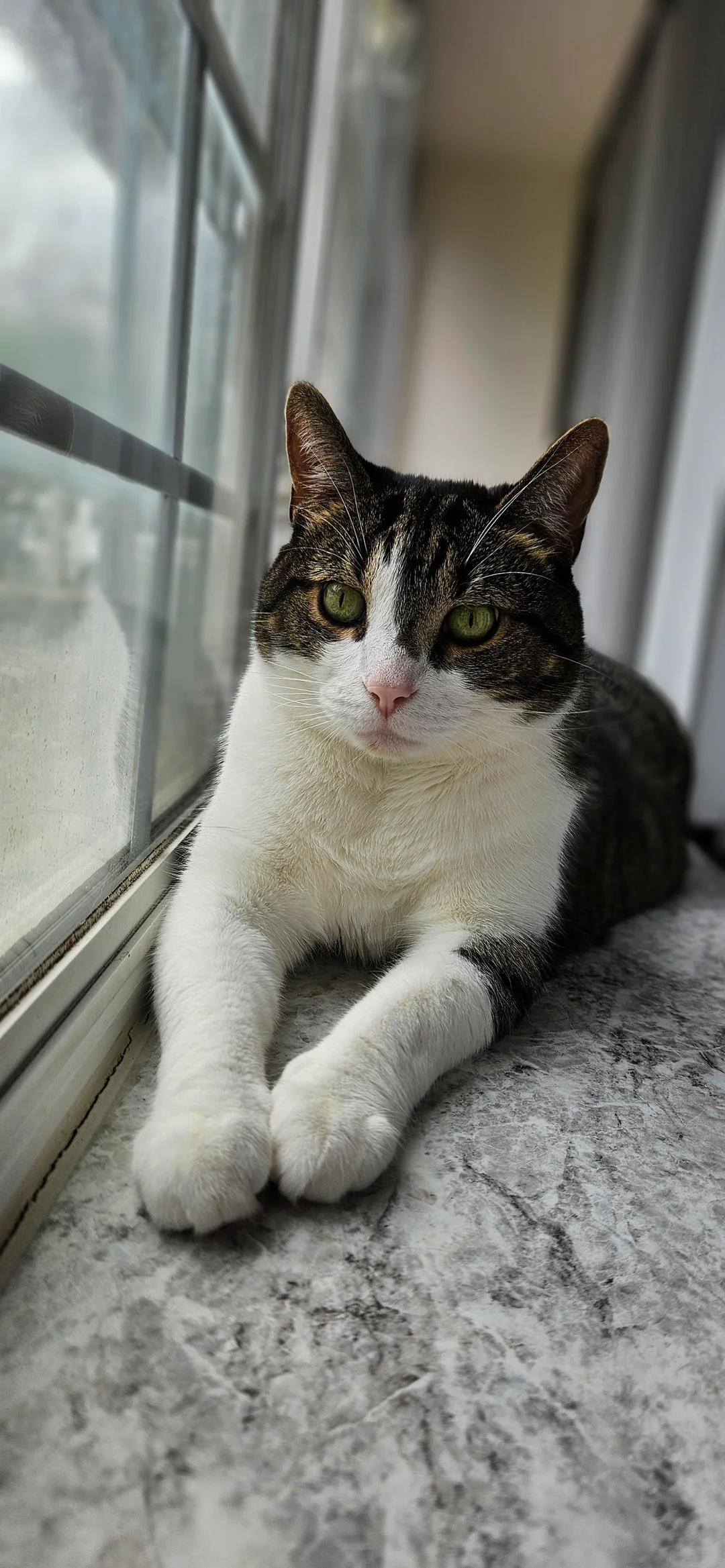 Cat 38
