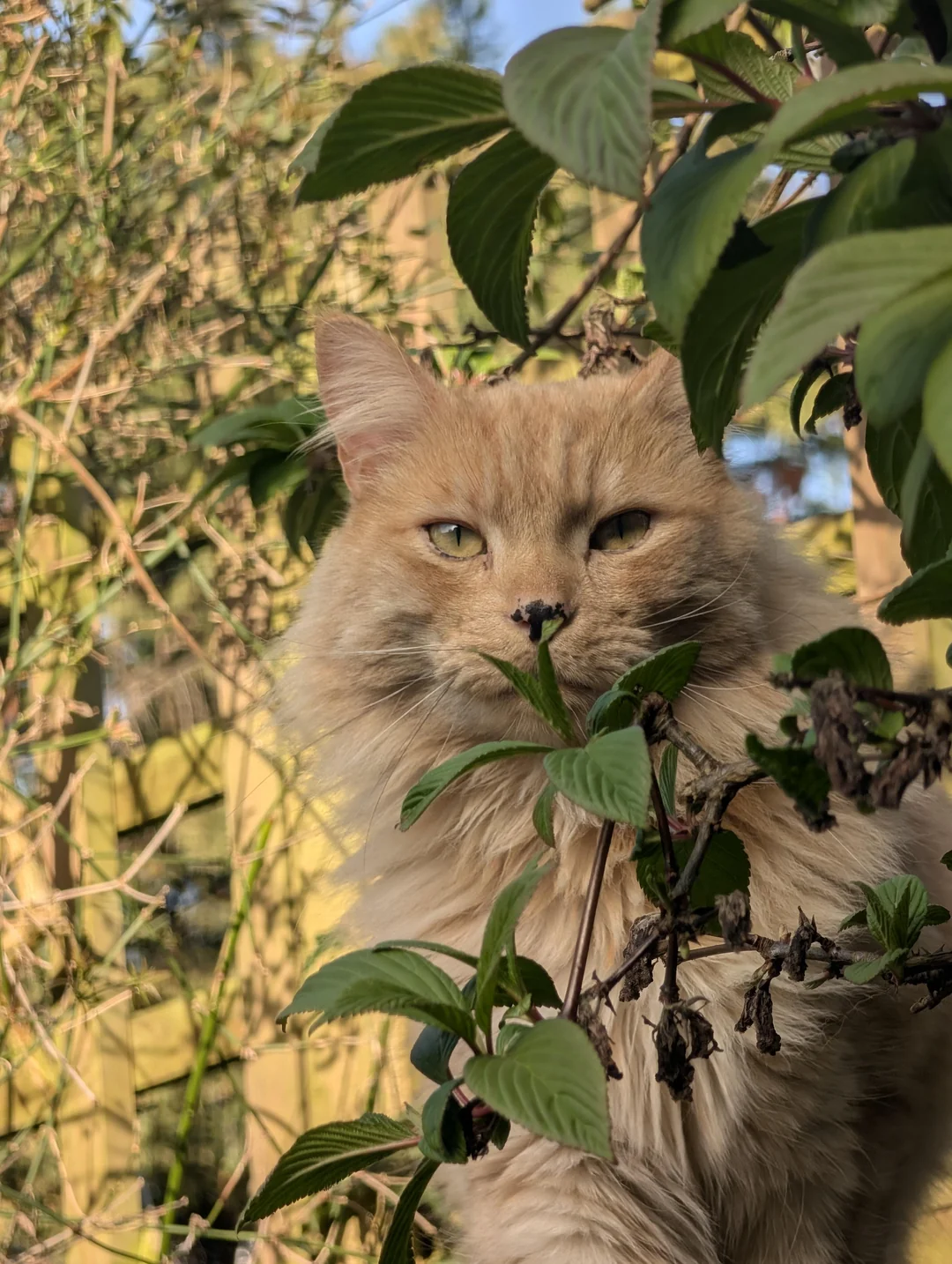 Cat 53