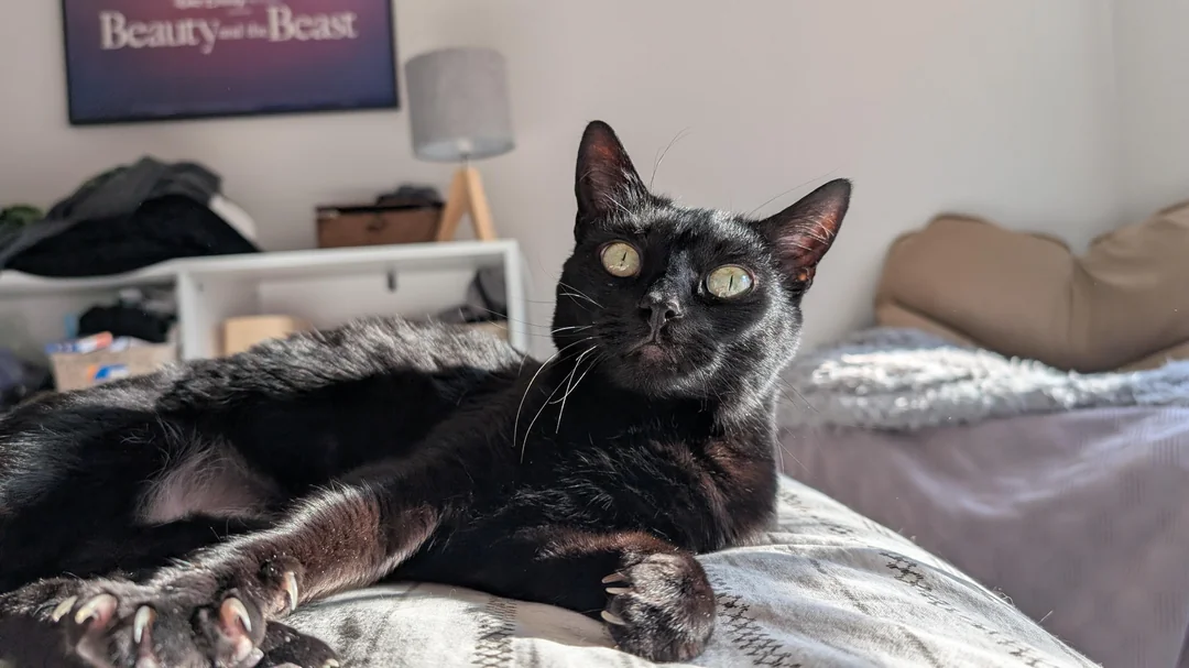 Cat 55