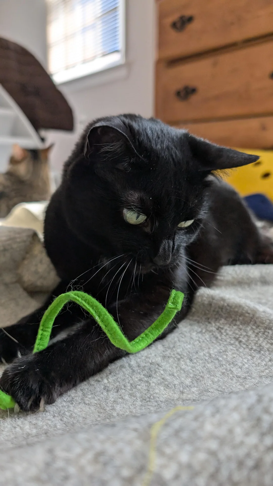 Cat 56
