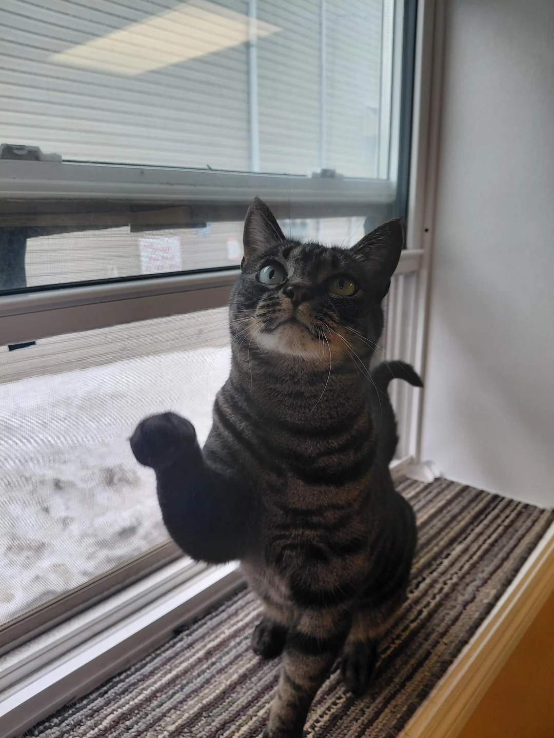Cat 57