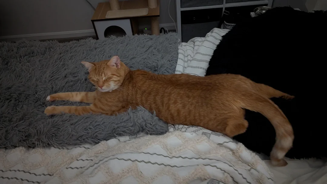 Cat 66