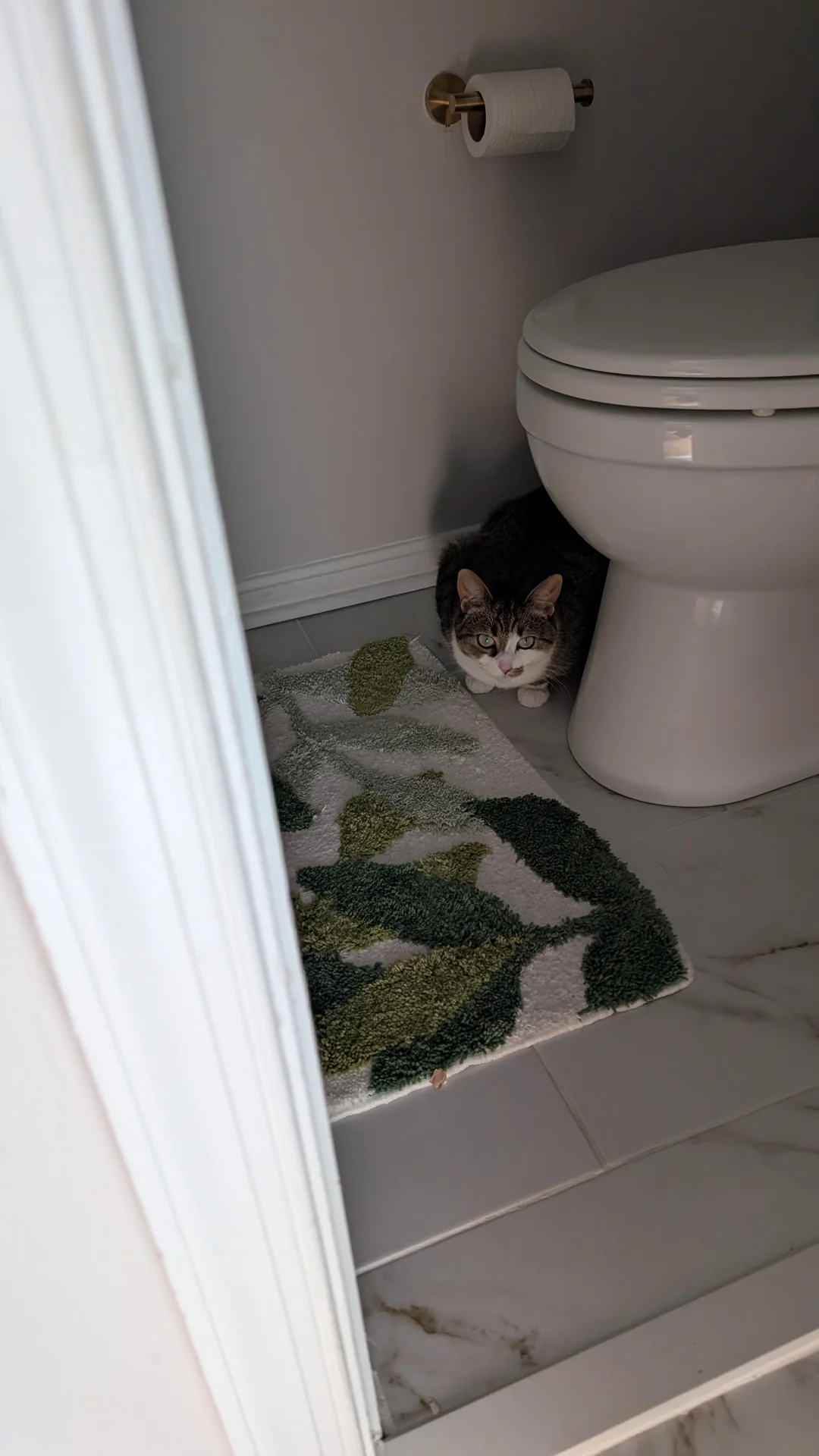 Cat 67
