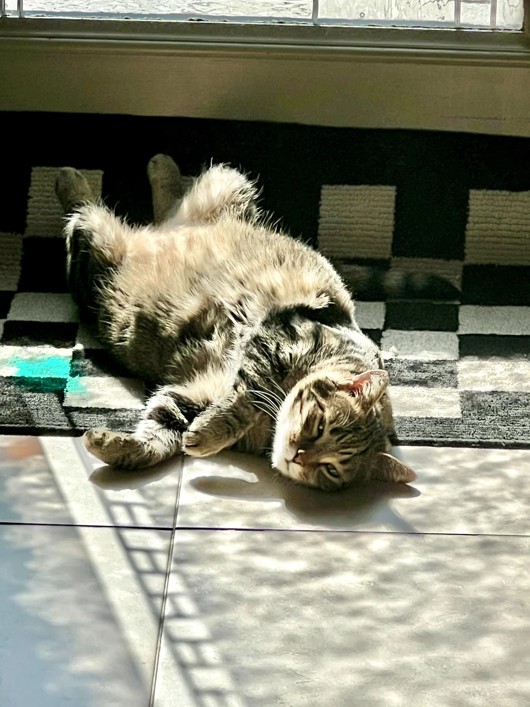 Cat 71